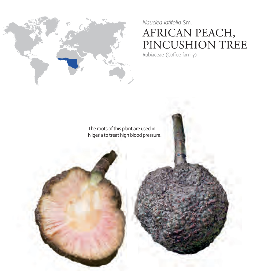 200+ Unique Fruits Images